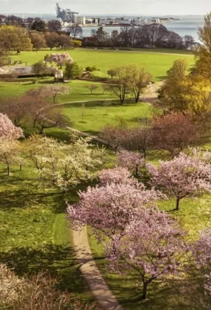 Forår i Mindeparken: Lyserøde japanske kirsebærtræer i fuldt flor i en af byens grønne oaser.